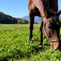Cavallo castrone in pensione