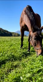 Cavallo castrone in pensione