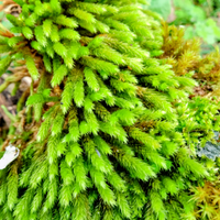 Flora viva,muschio e cortecciati per terraristica