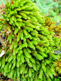 Flora viva,muschio e cortecciati per terraristica