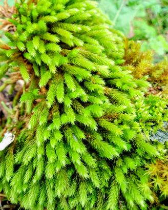 Flora viva,muschio e cortecciati per terraristica
