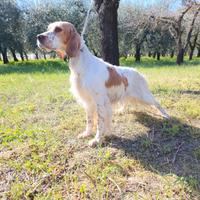 Setter inglese