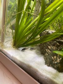 Pesci CORYDORAS AENEUS