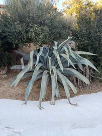 Agave Americana 