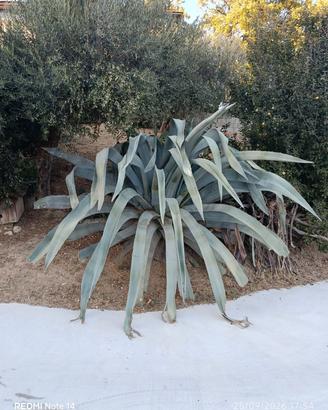 Agave Americana 