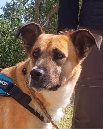 Pita, equilibrata e dolce aspetta una famiglia sua