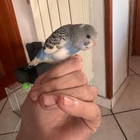 Cuccioli di cocorita