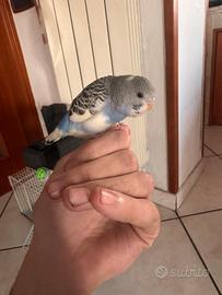 Cuccioli di cocorita