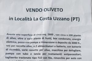 Vendessi terreno con oliveti