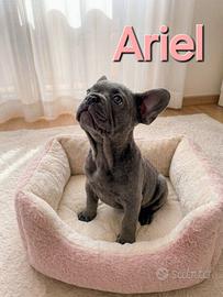 Cuccioli bulldog francese esotici Blu solid