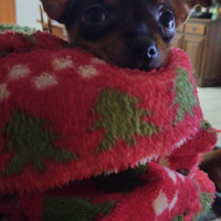 Mini chihuahua Toy da borsetta