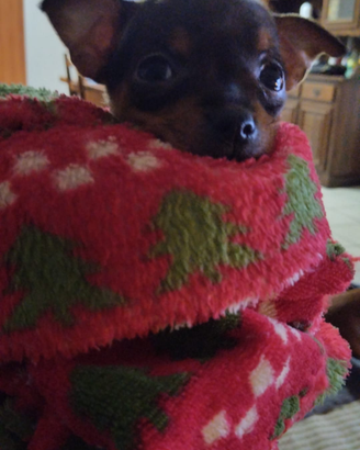 Mini chihuahua Toy da borsetta