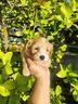 maltipoo-salerno