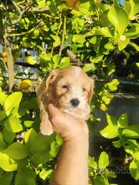 Maltipoo Salerno