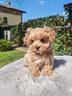 maltipoo-mini-toy