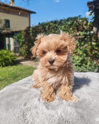 Maltipoo mini toy
