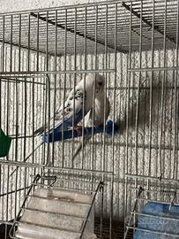 Cocoriti