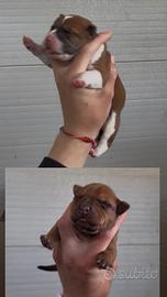 Cuccioli pitbull UKC