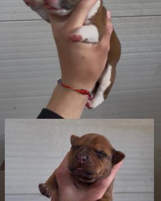 Cuccioli pitbull UKC