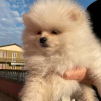 Cucciolo Spitz di Pomerania