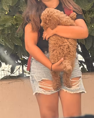 Barboncino Rosso Fulvo