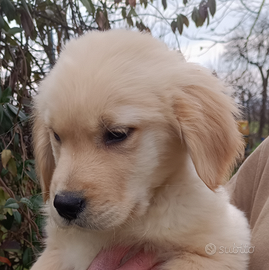 Golden retriever maschietti
