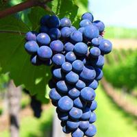 Uva Nera Vendemmia 2025