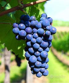 Uva Nera Vendemmia 2025