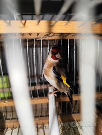 Cardellino