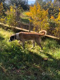 Pastore dell asia centrale