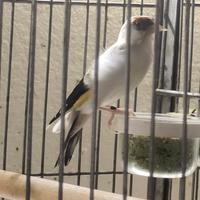 Solo per chi e interessato