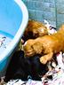 cuccioli-toy-cavapoo-barboncino-italiani