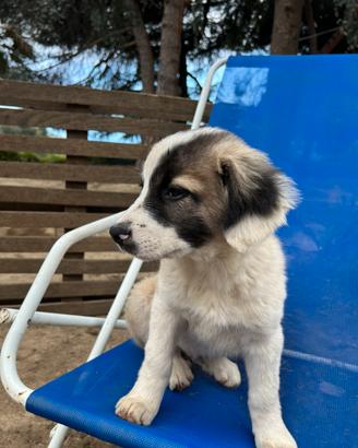Cuccioli di Border Collie