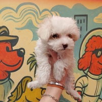 Maltese Mini Maschio