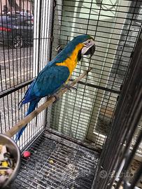 Ara ararauna maschio