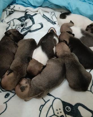 Bulldog francesi