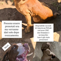 American Pitbull red nose UKC