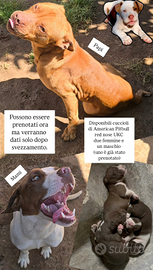 American Pitbull red nose UKC