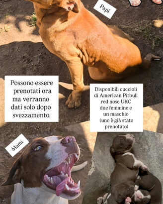 American Pitbull red nose UKC