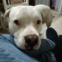 Dogo Argentino, giovane, disponibile per monta