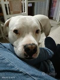 Dogo Argentino, giovane, disponibile per monta