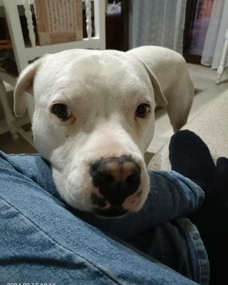 Dogo Argentino, giovane, disponibile per monta