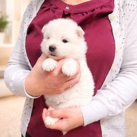 Cuccioli di Samoiedo con Pedigree