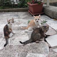 Gattini europei di due mesi di vita