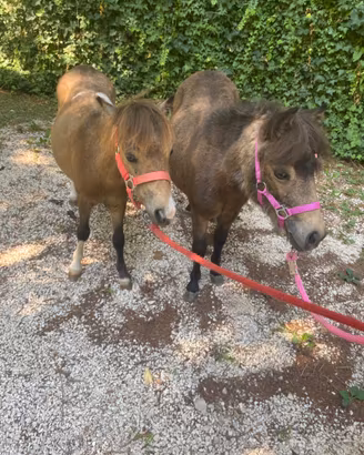 Coppia di pony
