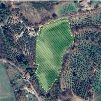 Uliveto a spoleto (pg)