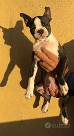 Boston Terrier