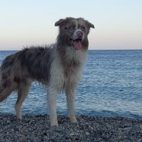 Border collie merle per accoppiamento