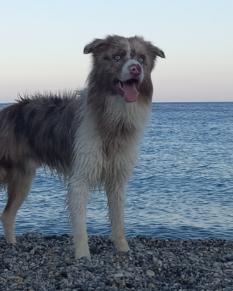 Border collie merle per accoppiamento