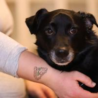 Leo mai scelto perchè nero